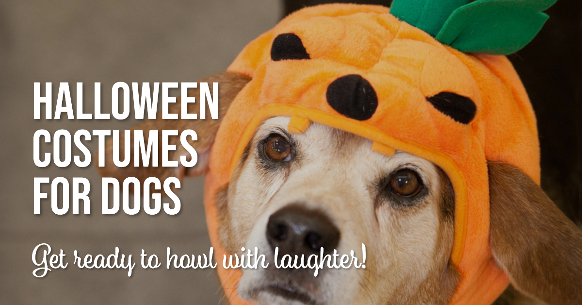 Dog Halloween Costumes That Will Steal the Show
