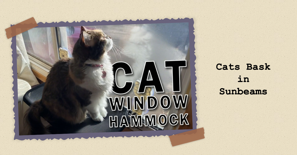 Why Do Cats Love To Bask In The Sun?