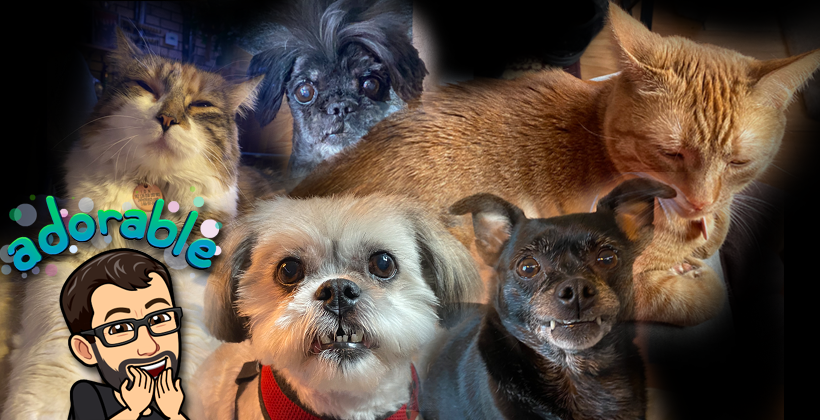 How Do You Spoil Your Pets Guilt-free