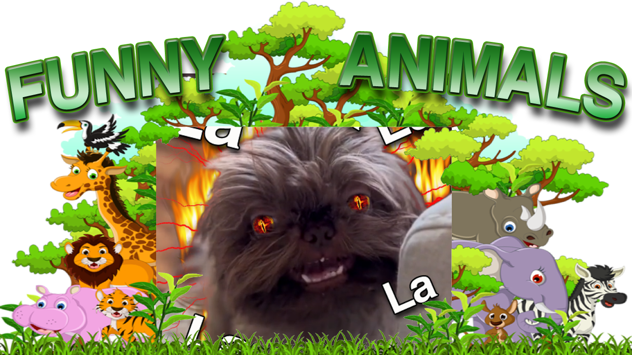 Funny Animal Compilation Video – Should I Start Labeling These As Episodes?
