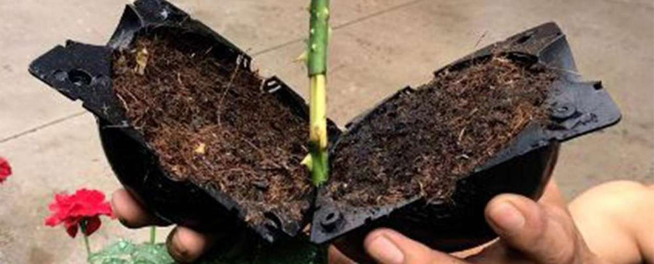 Easy Tree Propagation Using Root Boxes