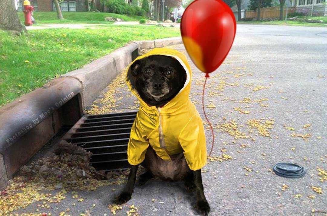 About Me 1 Puppy Halloween - Fun Wordless Wednesday Number 26