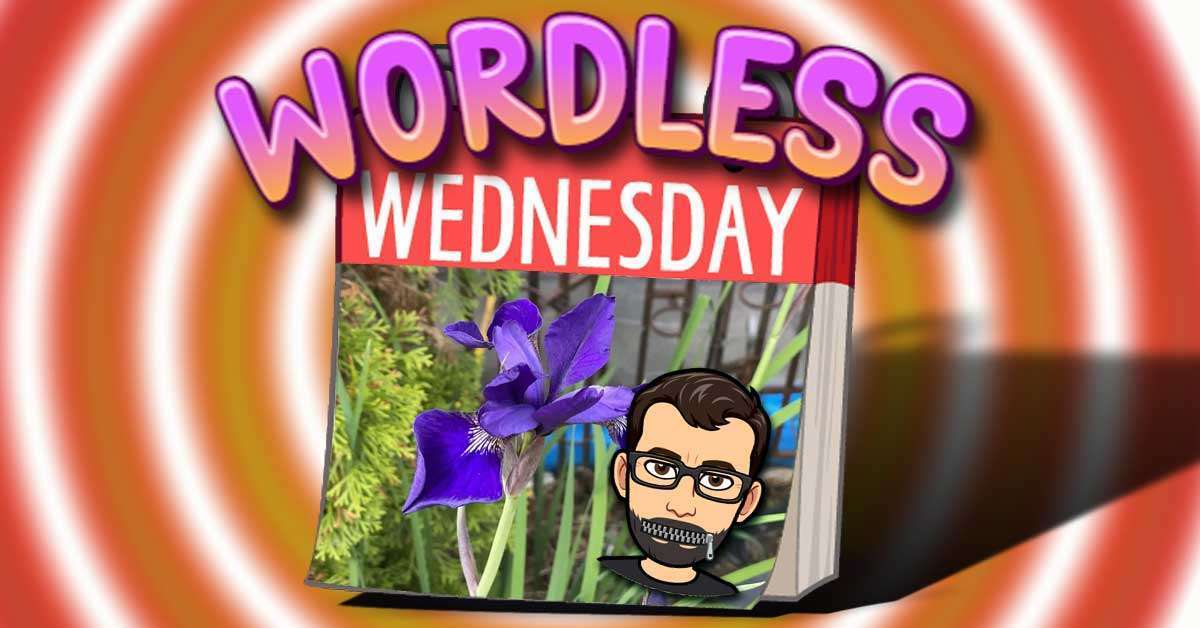 Hello Iris – Fun Wordless Wednesday Number 13 – #WordlessWednesday