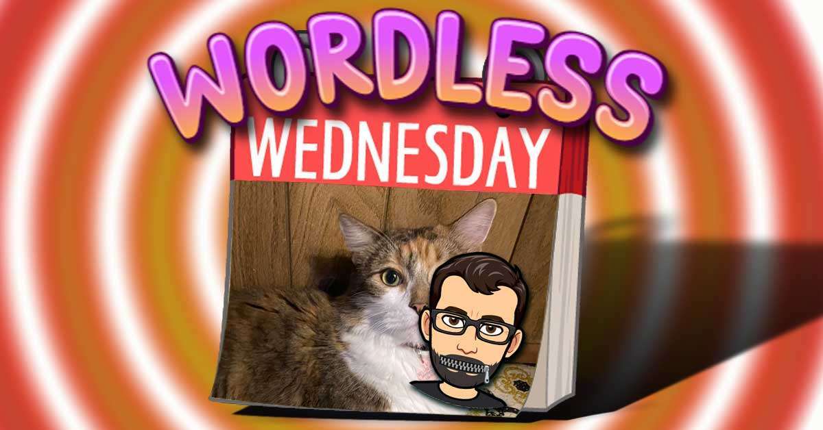Fluffy Kitty – Fun Wordless Wednesday Number 19 – #WordlessWednesday