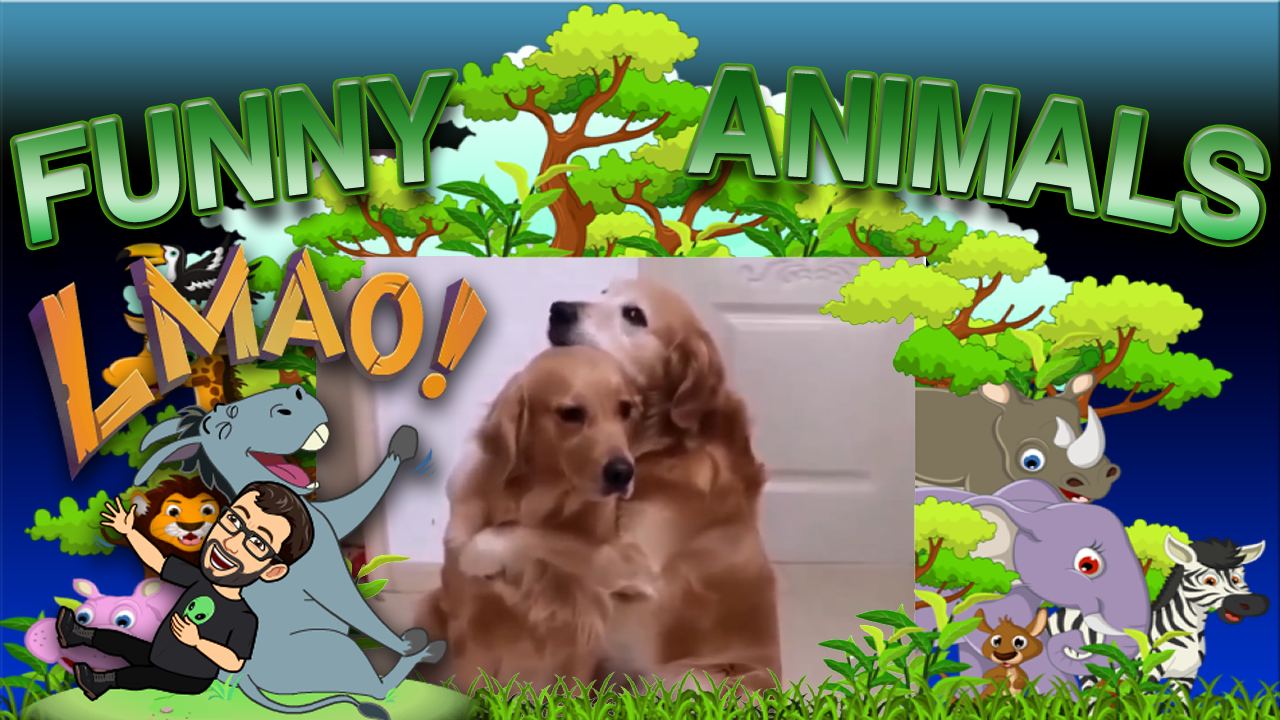 funny animals videos