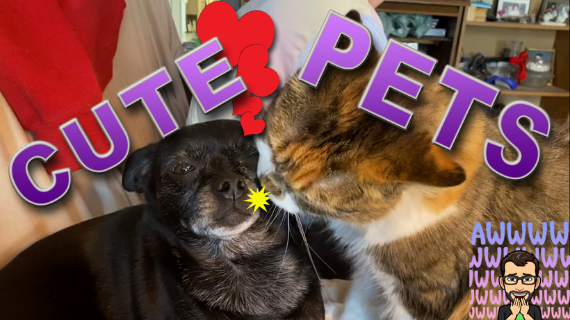 This Video Will Make You Go Awwww! Funny And Cute Pets Compilation Video