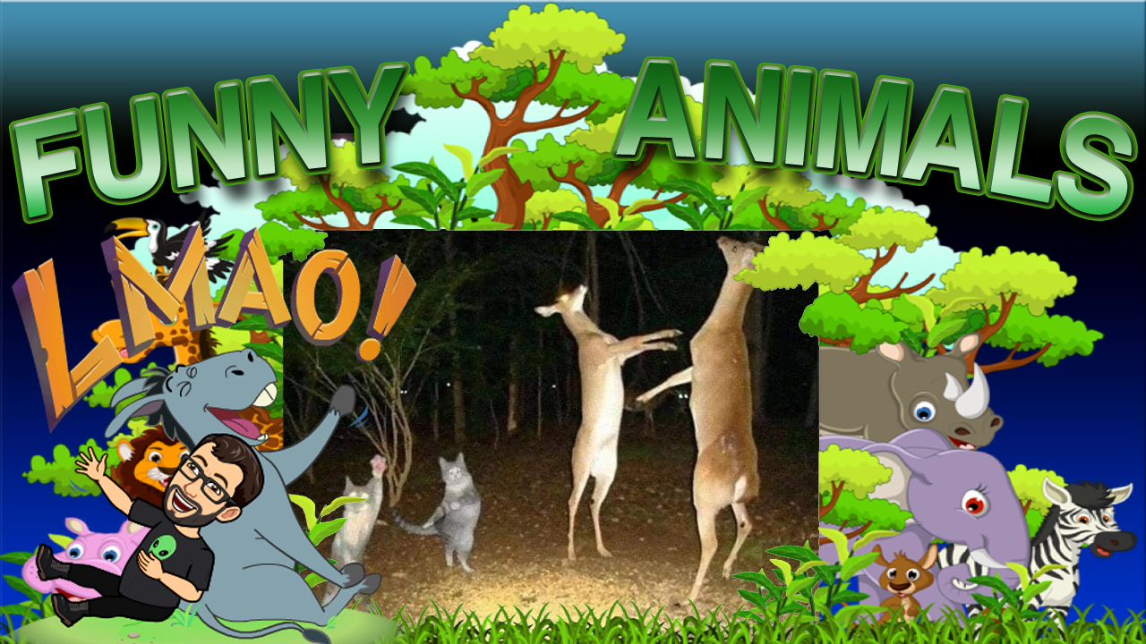Funny Animals Compilation – Naughty Pets